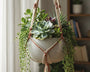 plante grasse suspension macramé