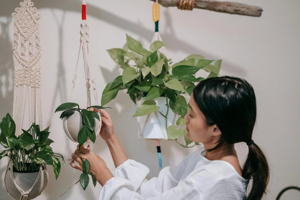 Top 5 des plantes à suspendre dans un pot macramé