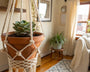 suspension macramé plante grasse