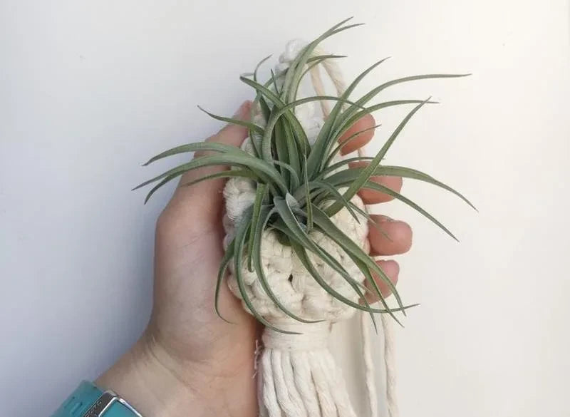 Porte plante macramé - pièce en goutte tenue dans la paume avec une plante aérienne, pour l'échelle